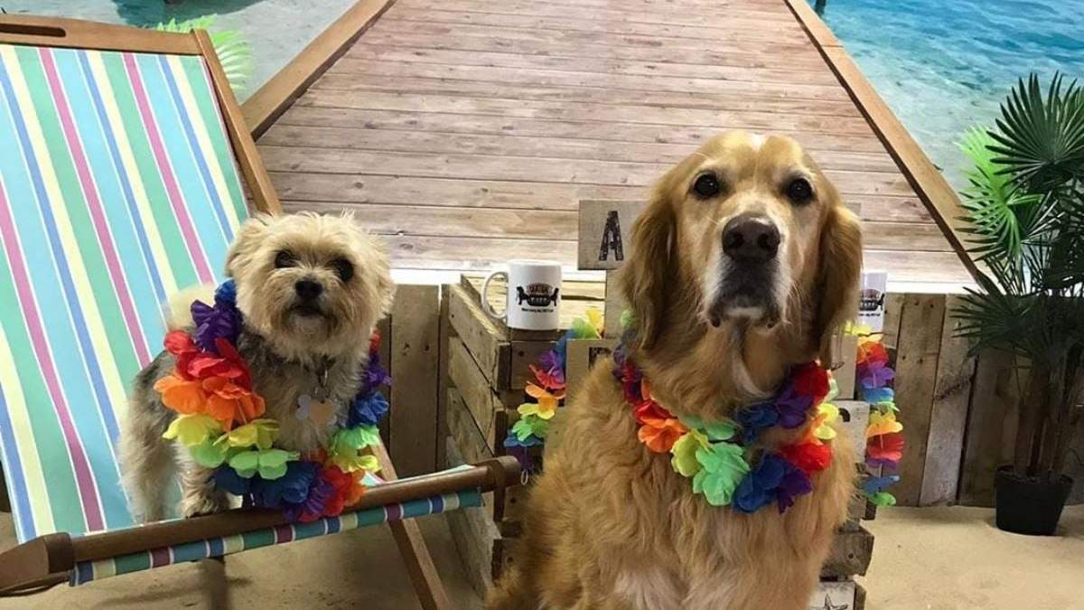 Bar de mascotas. Fuente: (Instagram)