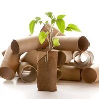 No tires los rollos de papel higiénico: aprendé a usarlos para que tus plantas crezcan hermosas y sanas