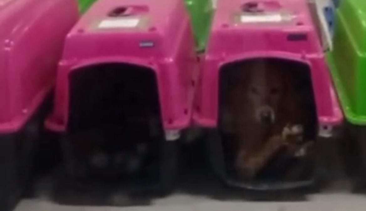 Activistas publicaron imágenes de los perros encerrados en transportadoras