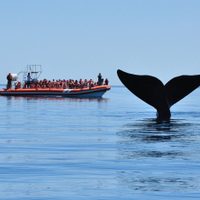Península Valdés: el santuario de las ballenas que es la estrella del turismo en la Patagonia