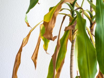3 consejos de los viveristas para revertir y solucionar las puntas marrones en las hojas de tus plantas