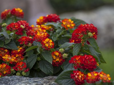 La planta que llena tu jardín de flores casi todo el año, cambia de color y necesita pocos cuidados