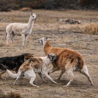 Productores de Tierra del Fuego reclaman medidas urgentes ante el avance de perros asilvestrados