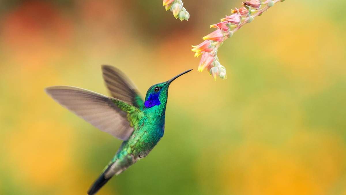 Colibríes. Fuente: (Instagram)