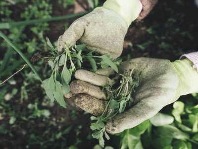 No gastes de más: dejá las plantas de tu jardín sin malezas con 3 productos que tenés en casa