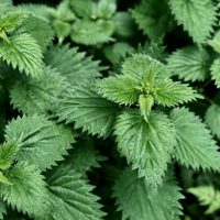 La planta con mala fama y odiada por muchos, que ayuda a aliviar el dolor en las articulaciones
