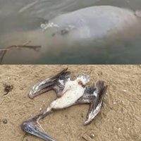 Hallan manatí y pelicano muertos en río Coatzacoalcos en Veracruz