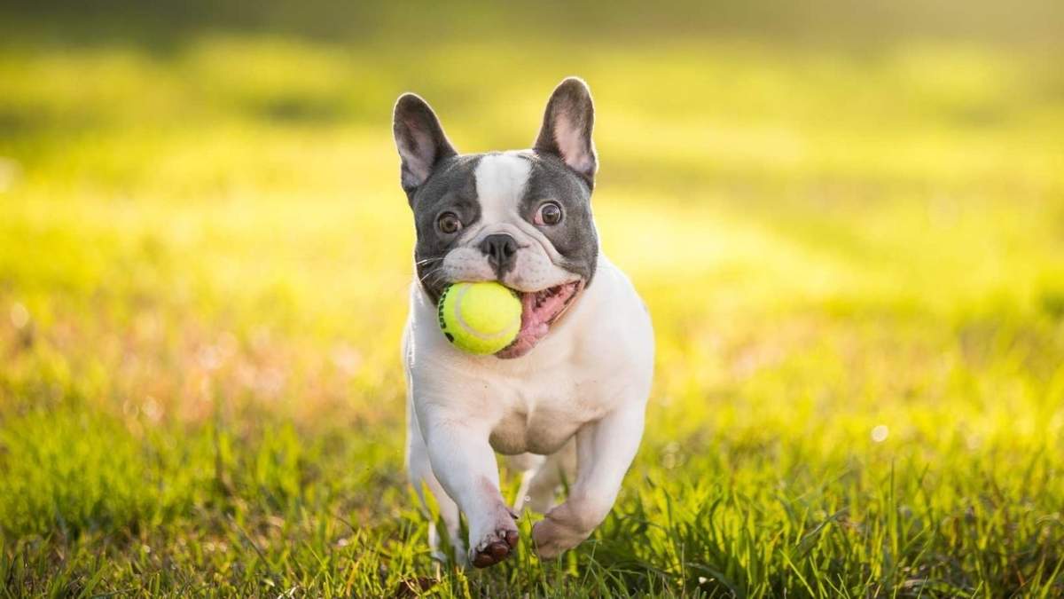 Bulldog francés. Fuente: (Instagram)