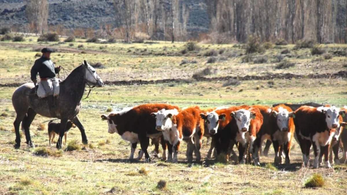 Crianza de ganado en tierras de la Corporación Interestadual Pulmarí Fuente (Neuquén Informa)
