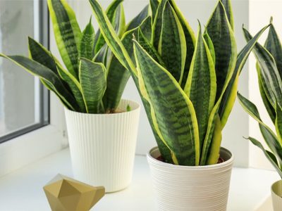 Nunca, pero nunca coloques tu sansevieria o "lengua de suegra" en estos lugares de tu casa