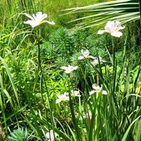 La planta que se mantiene hermosa todo el año, no necesita cuidados y es perfecta para tu balcón o vereda