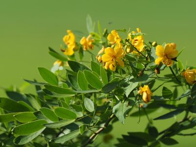 La planta nativa que se llena de flores y atrae las mariposas amarillas a tu patio o jardín