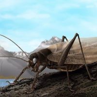 Científicos recrean el canto de un insecto visto por última vez hace 150 años