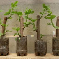 Multiplicá cualquier árbol o arbusto con esta técnica que los jardineros no quieren que sepas