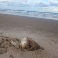 Confirman brote de influenza aviar H5 en Playa Bagdad, Matamoros; suman 400 aves muertas