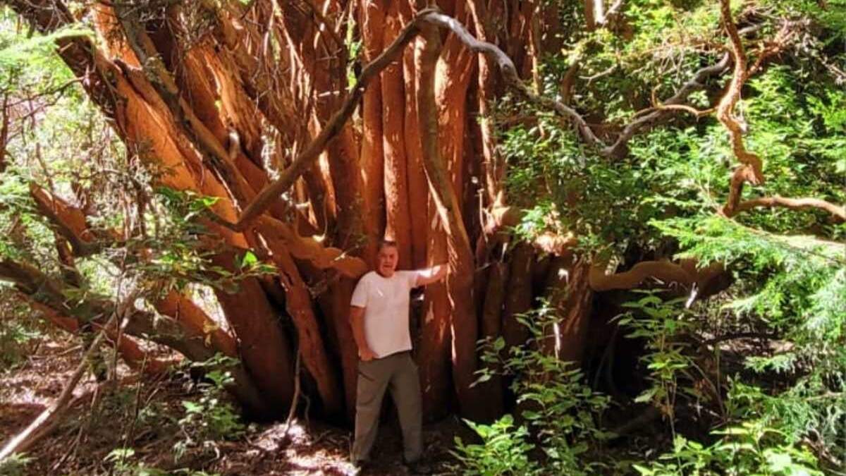 Arrayán gigante que está en la península Quetrihué. Fuente: (Facebook)