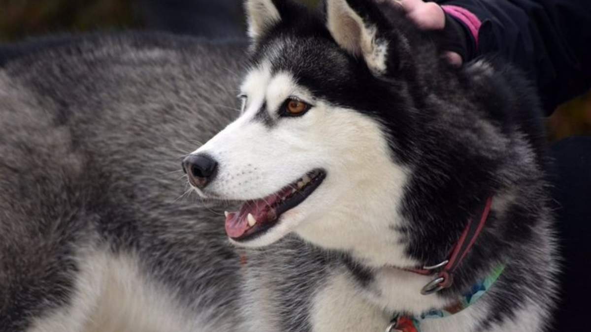 Husky, un agente lingüístico de código abierto que en lugar de centrarse en una sola tarea ha sido diseñado para realizar tareas de razonamiento complejas con distintas herramientas