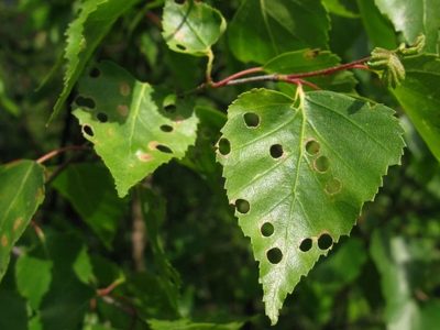 Si las hojas de tus plantas tienen agujeros, no te asustes: mirá cómo podés recuperarlas en pocos días