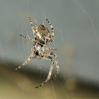Descubrieron que una especie de araña usa su red para algo insólito