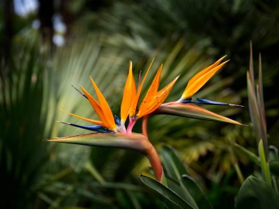 Parece un pájaro: la exótica planta que está de moda y todos quieren tener