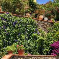 3 plantas ideales para ocultar tu casa de los vecinos más curiosos