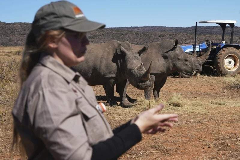 Rinocerontes fotografiados en un orfanato de rinocerontes en Mokopane, Sudáfrica, el jueves 31 de julio de 2025.