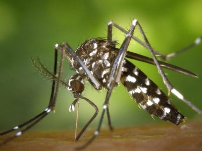 El Conicet afirma que los casos de dengue aumentaron un 2500%