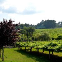 Abren las puertas de las bodegas para enoturismo en Galicia