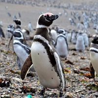 Comenzó el juicio contra Ricardo La Regina, empresario que arrasó con la pingüinera de Punta Tombo