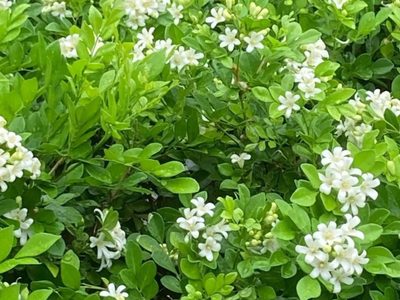 La planta que está prohibida su venta y reproducción y que podría estar matando a tus cítricos