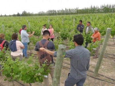 La Pampa busca reactivar el enoturismo