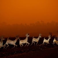 "Por Australia": La marcha que se viene en Neuquén
