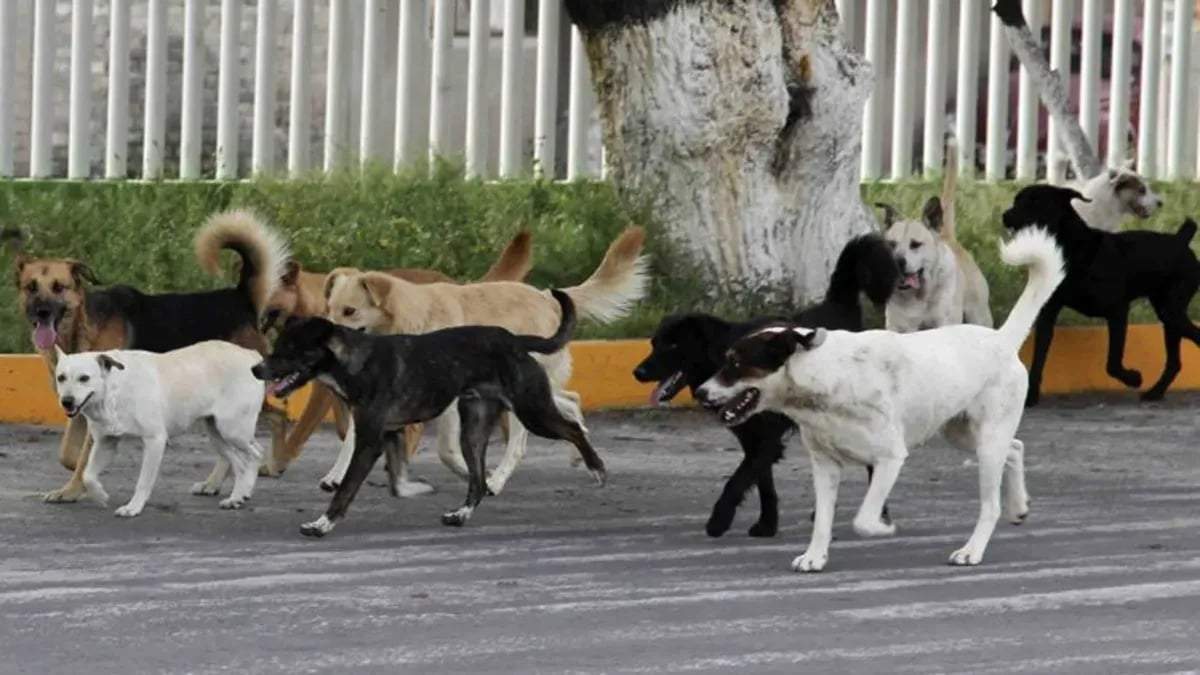 La comunidad preocupada por la gran cantidad de perros sueltos. Fuente: (Facebook)
