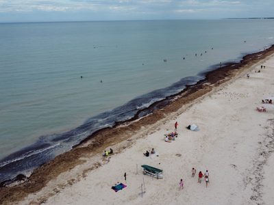 El sargazo disminuye en el Golfo de México y el Caribe