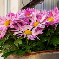 Tan linda, que parece irreal: llená tu jardín con esta planta que da hermosas flores y que podés reproducir muy fácilmente