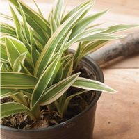 La planta más fácil de “robar”: así de sencillo podés hacer hijos y reproducirla eternamente