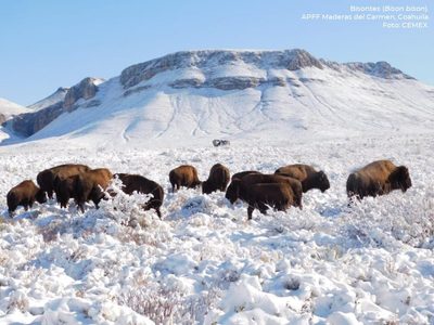 En las planicies de Coahuila, la manada de bisontes que no se había visto en 100 años