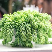 Sedum morganianum o cola de burro: por qué se pone amarilla y sus hojas se caen, cómo prevenirlo