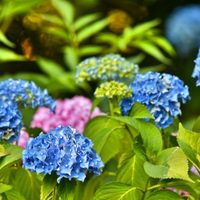 El facilísimo truco para reproducir tus plantas de Hortensias gratis y que estén rozagantes más tiempo