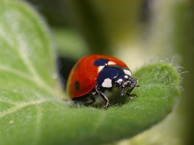 Curiosidades de las vaquitas de San Antonio, esos bichitos que ya casi no se ven y traen suerte