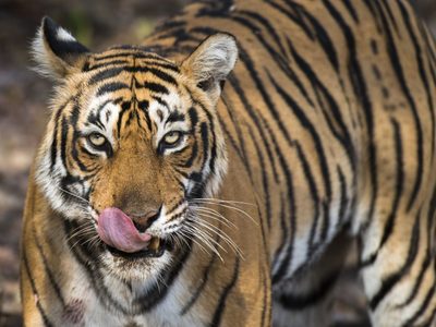 Terror en Texas: un tigre Bengala fue visto deambulando por las calles de Houston