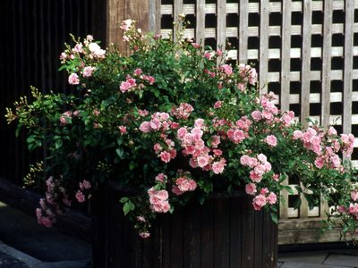 La planta fácil de cuidar que todo fanático de las rosas va a querer en su jardín y es perfecta para cubrir canteros