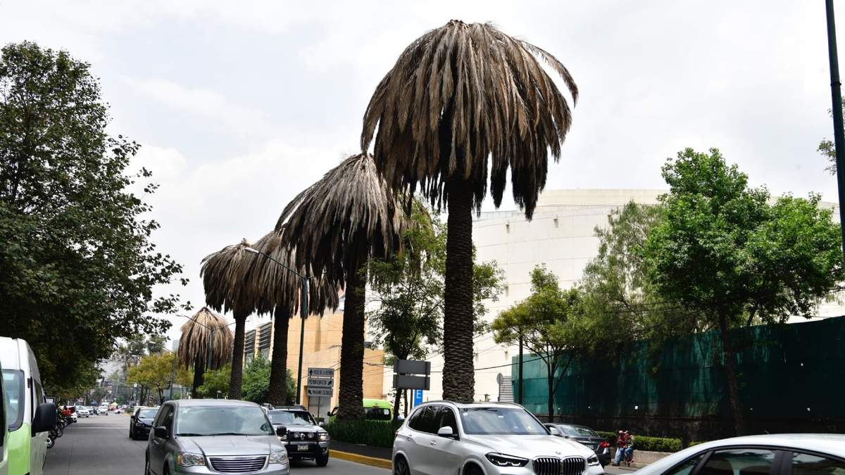 Palmeras dañadas