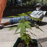 Comisión de Estupefacientes de la ONU reconoce el valor medicinal del cannabis