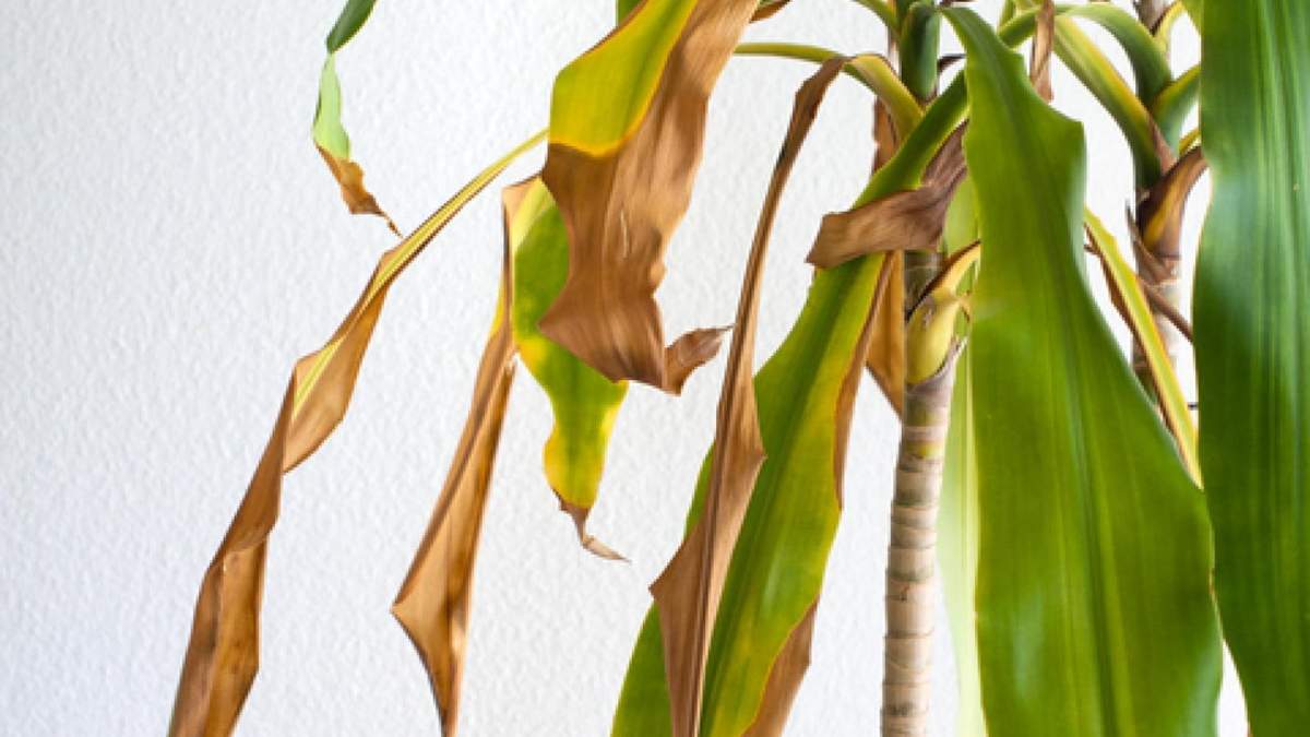 Plantas. Fuente: (Instagram)