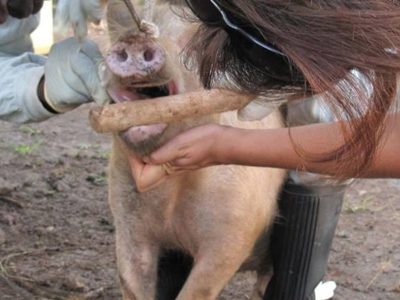La ONU instala panel de expertos para estudiar la aparición y propagación de enfermedades zoonóticas