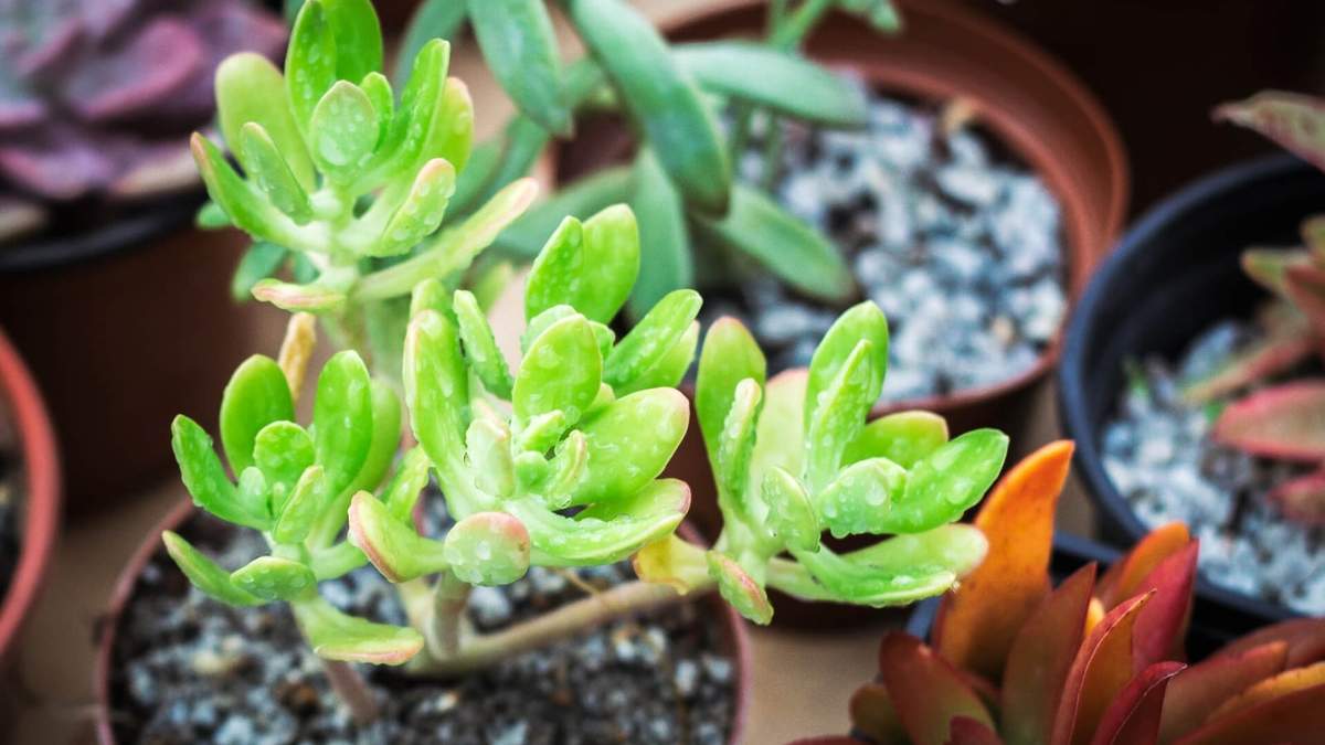 Plantas. Fuente: (X)