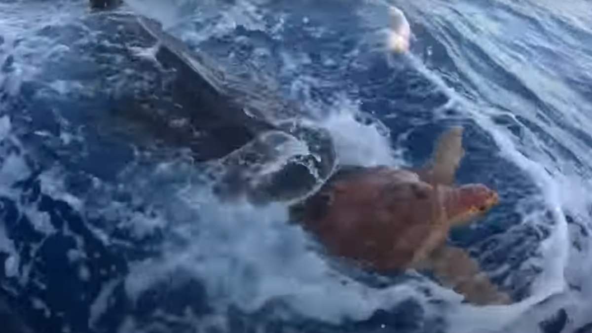 El tiburón tigre y la tortuga