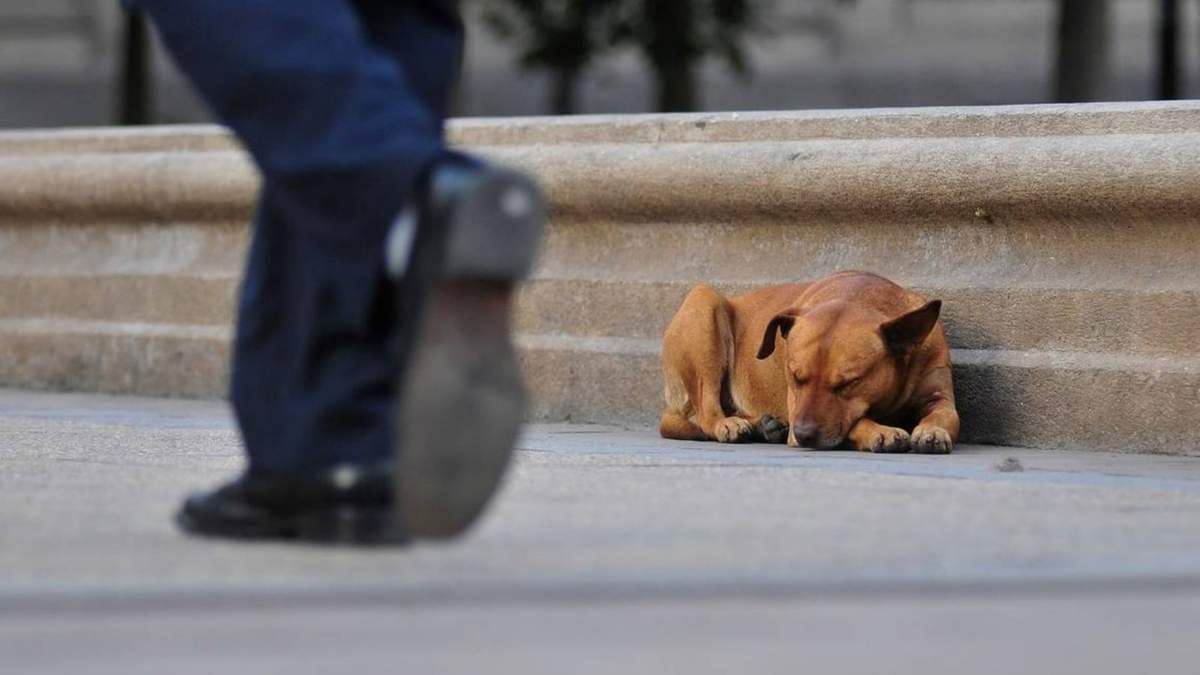 Perro callejero. Fuente:(Twitter)