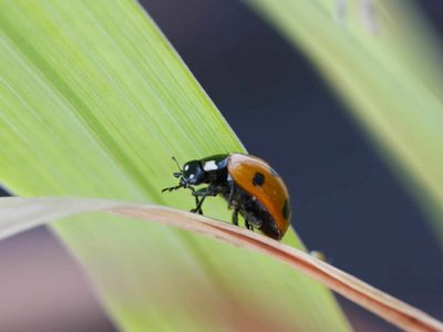 No lo mates: el insecto que aparece en tu jardín, pero que esconde un poderoso beneficio para tus plantas
